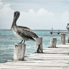 网页版手机号攻击